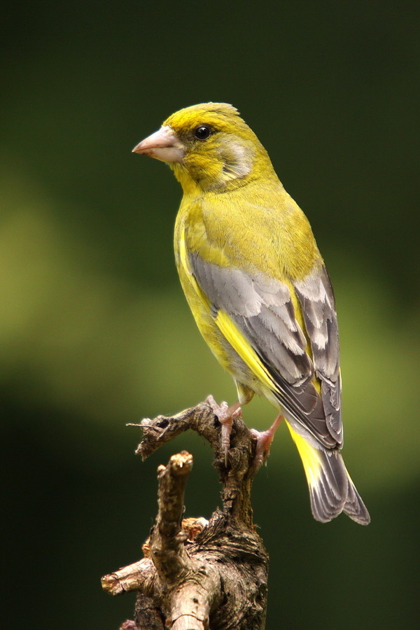 Grünfink ( Carduelis chloris )