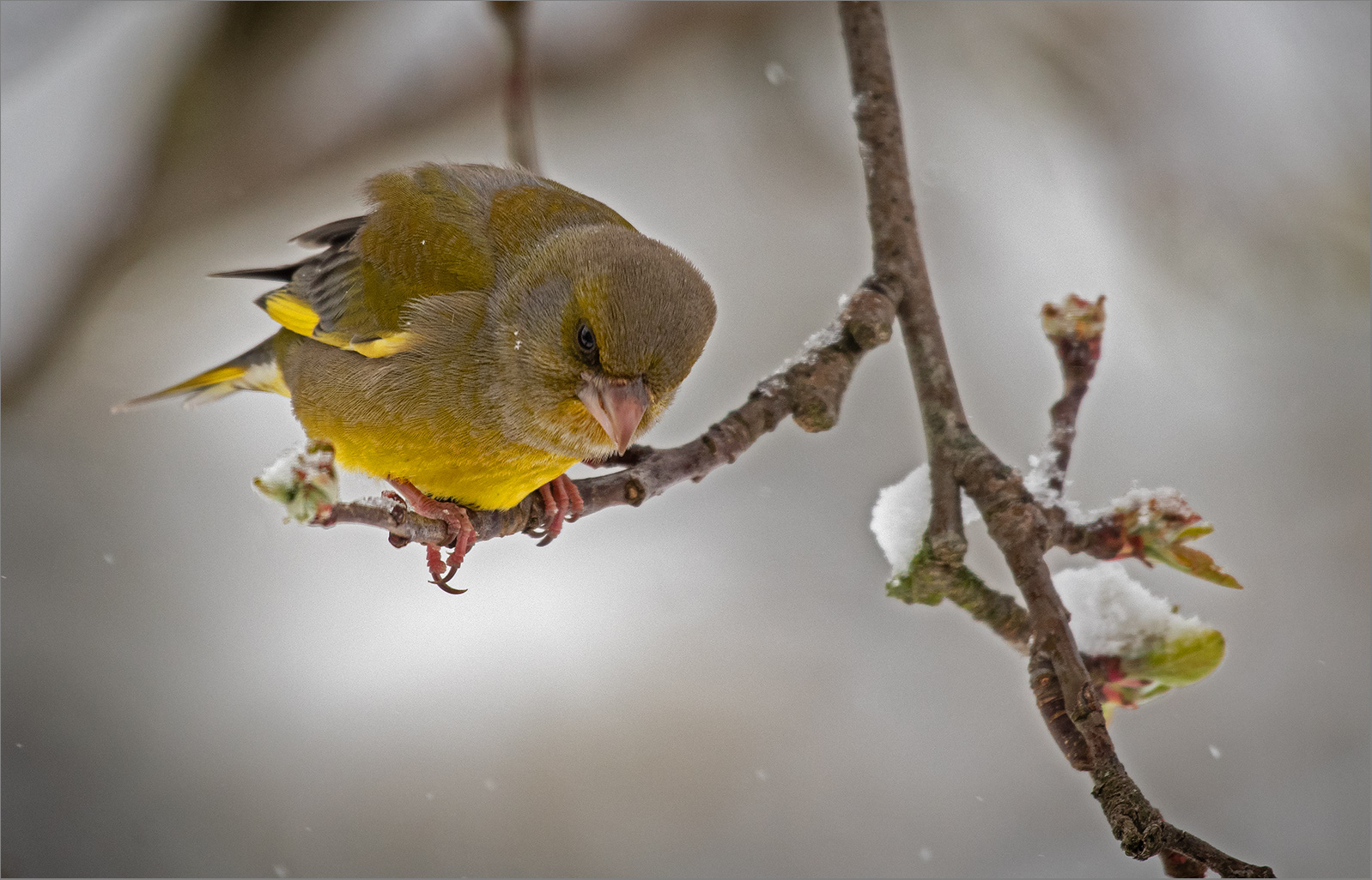 Grünfink  -  Carduelis chloris