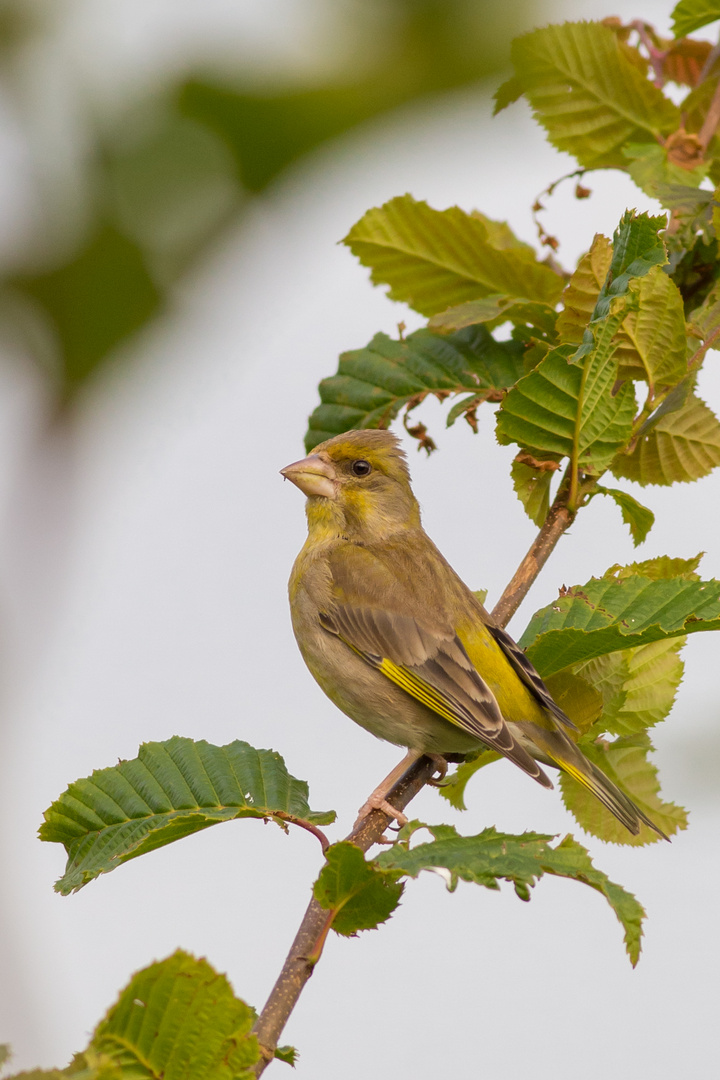 Grünfink - Carduelis chloris