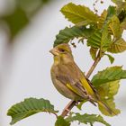 Grünfink - Carduelis chloris