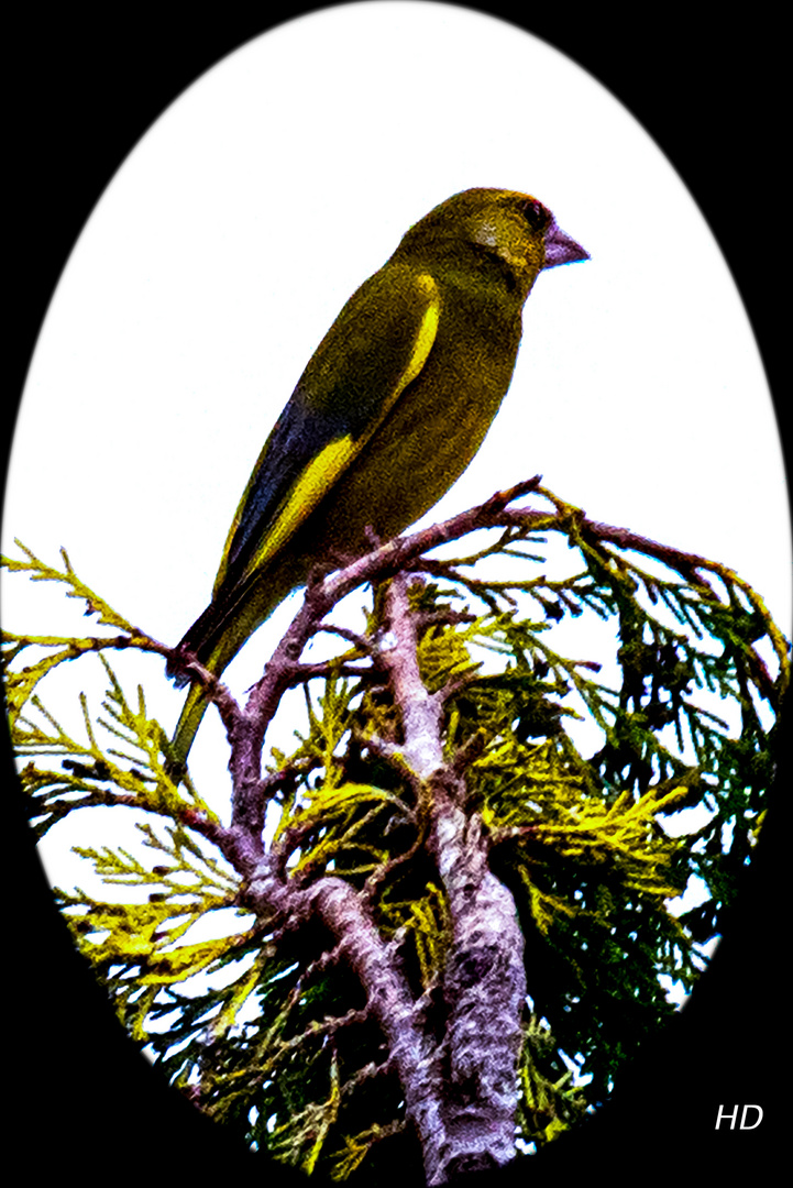 Grünfink (Carduelis chloris)