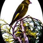 Grünfink (Carduelis chloris)