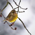 Grünfink ( Carduelis chloris)