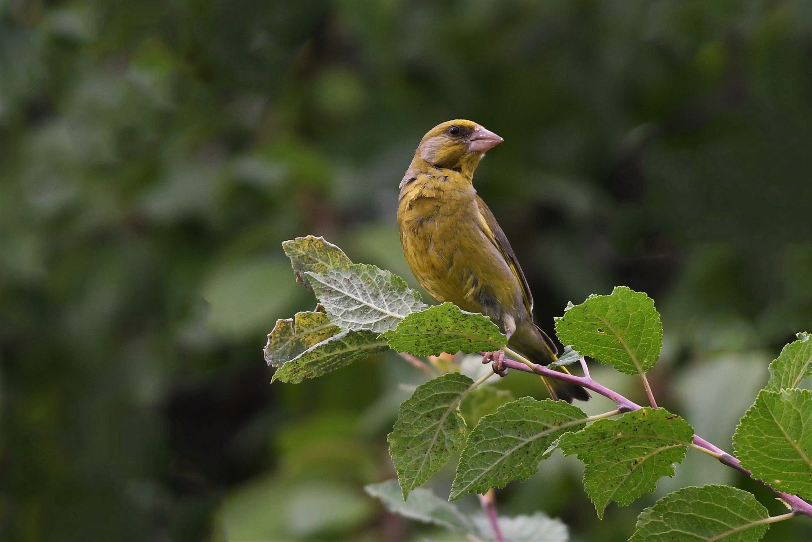 Grünfink ( Carduelis chloris)