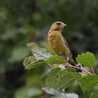 Grünfink ( Carduelis chloris)