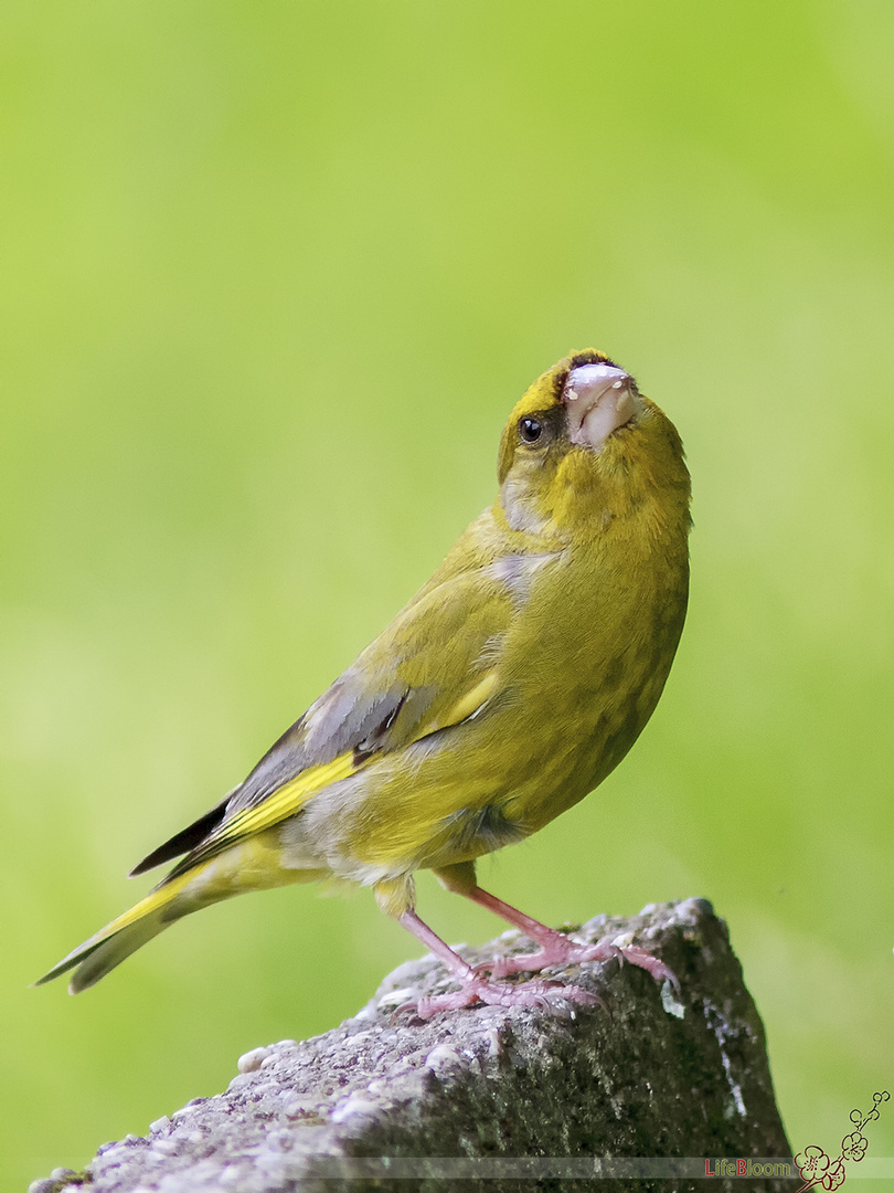 Grünfink (Carduelis chloris) Männchen