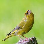 Grünfink (Carduelis chloris) Männchen