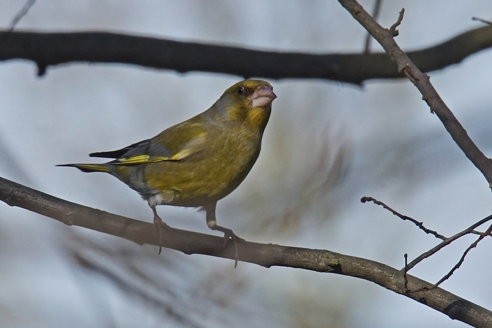 Grünfink (Carduelis chloris), Männchen