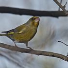 Grünfink (Carduelis chloris), Männchen