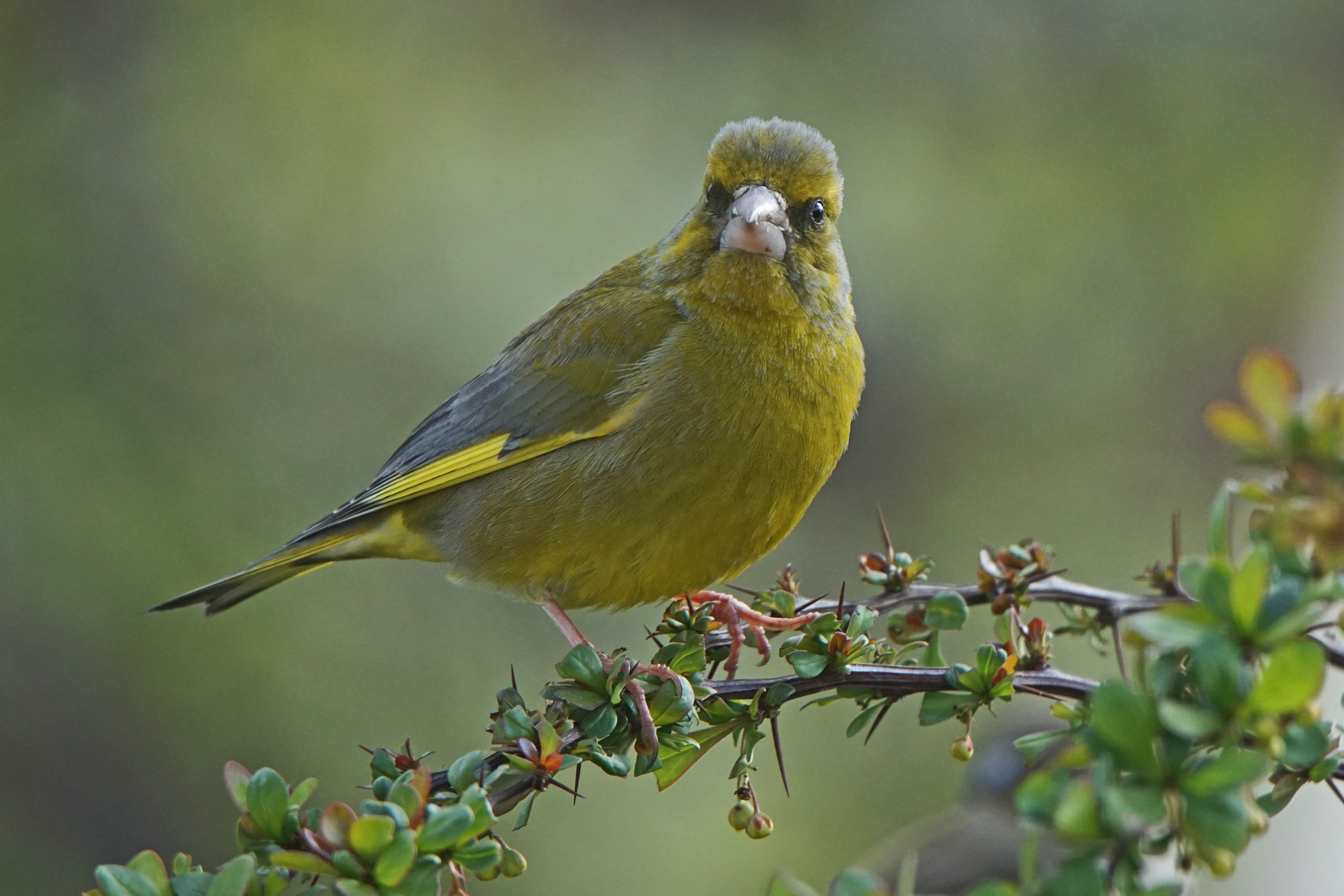 Grünfink (Carduelis chloris), Männchen