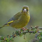 Grünfink (Carduelis chloris), Männchen