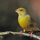 Grünfink (Carduelis chloris), männlich