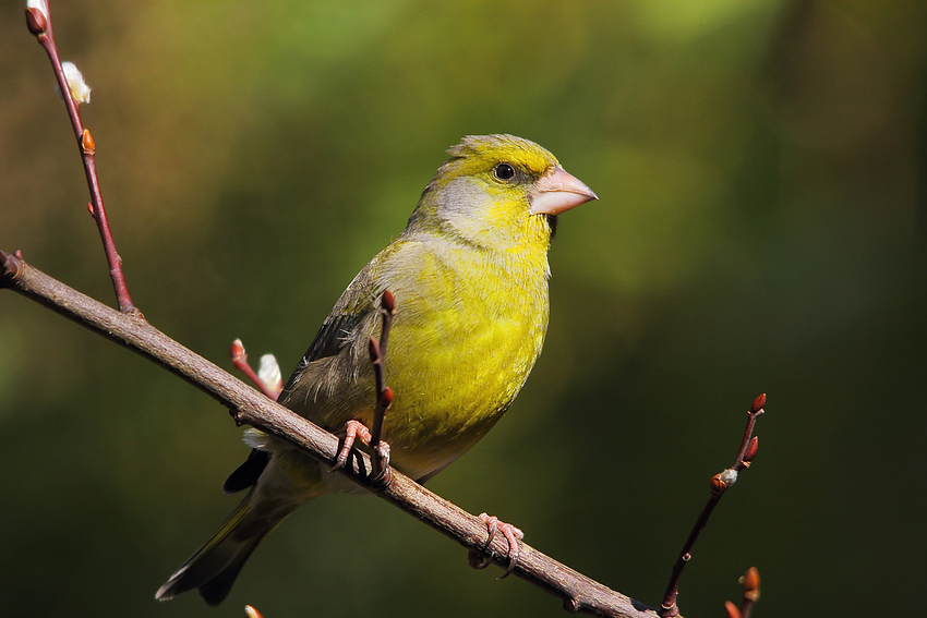 Grünfink (Carduelis chloris), männlich