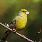 Grünfink (Carduelis chloris), männlich