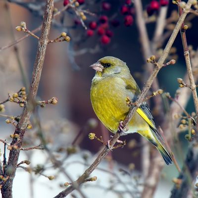 Grünfink (Carduelis chloris) - Verdier d'Europe.