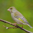 Grünfink (Carduelis chloris), weiblich