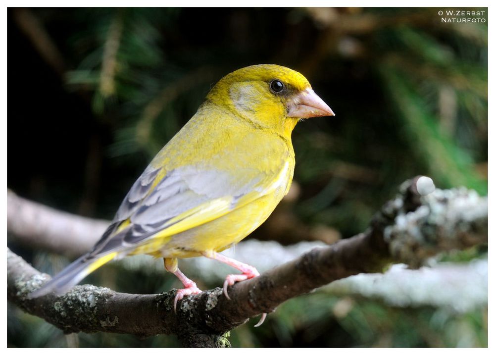 - Grünfink - ( Carduelis chlorius )