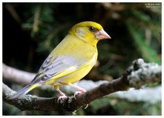 - Grünfink - ( Carduelis chlorius )