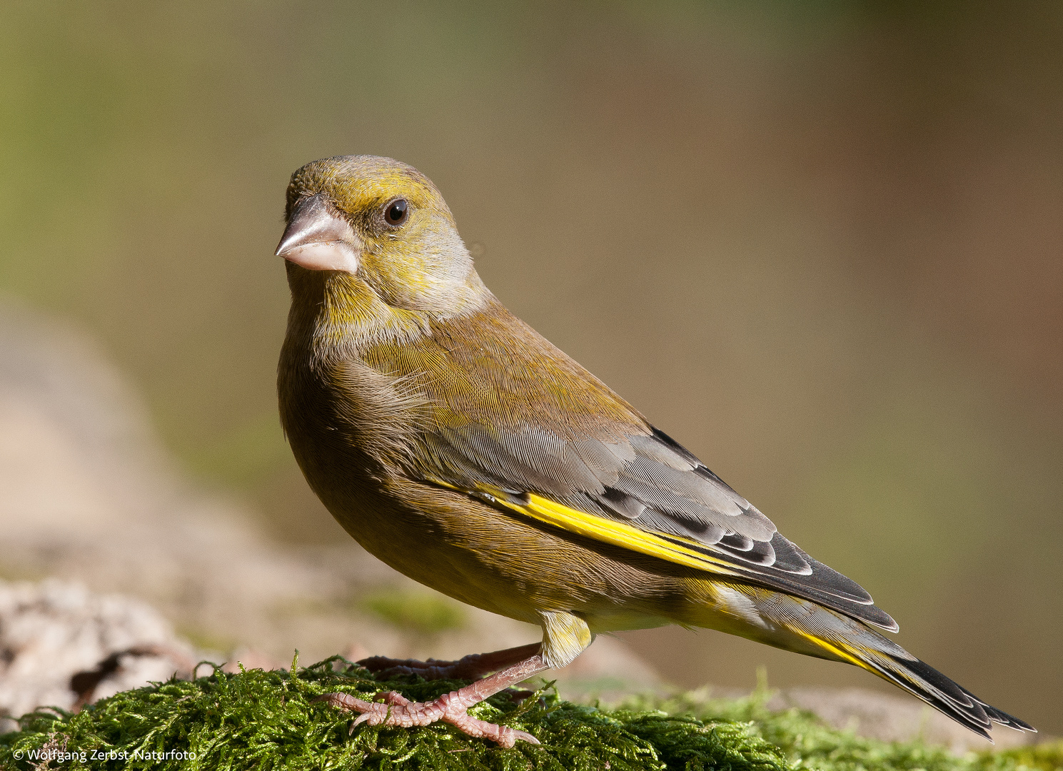 --- Grünfink ---  Carduelis kloris )