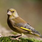 --- Grünfink ---  Carduelis kloris )