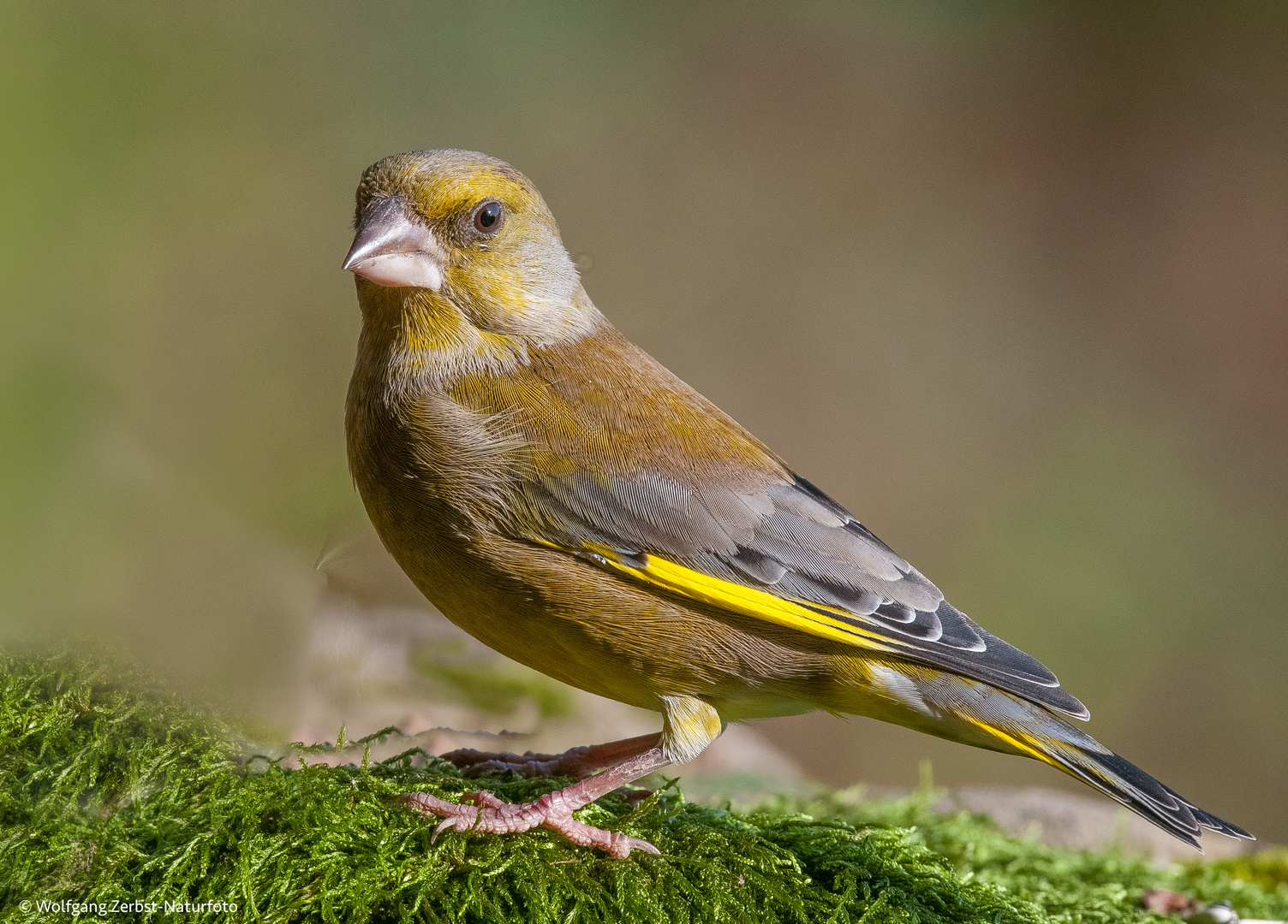 - Grünfink - ( Carduellis chloris )