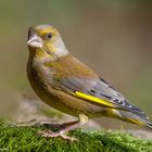 - Grünfink - ( Carduellis chloris )