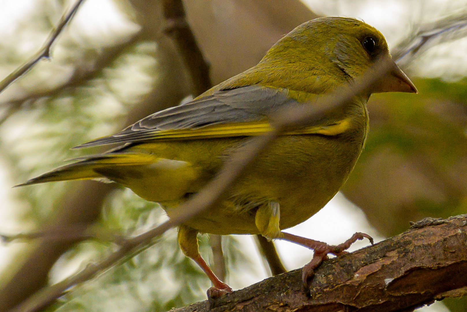 Grünfink (Chloris)