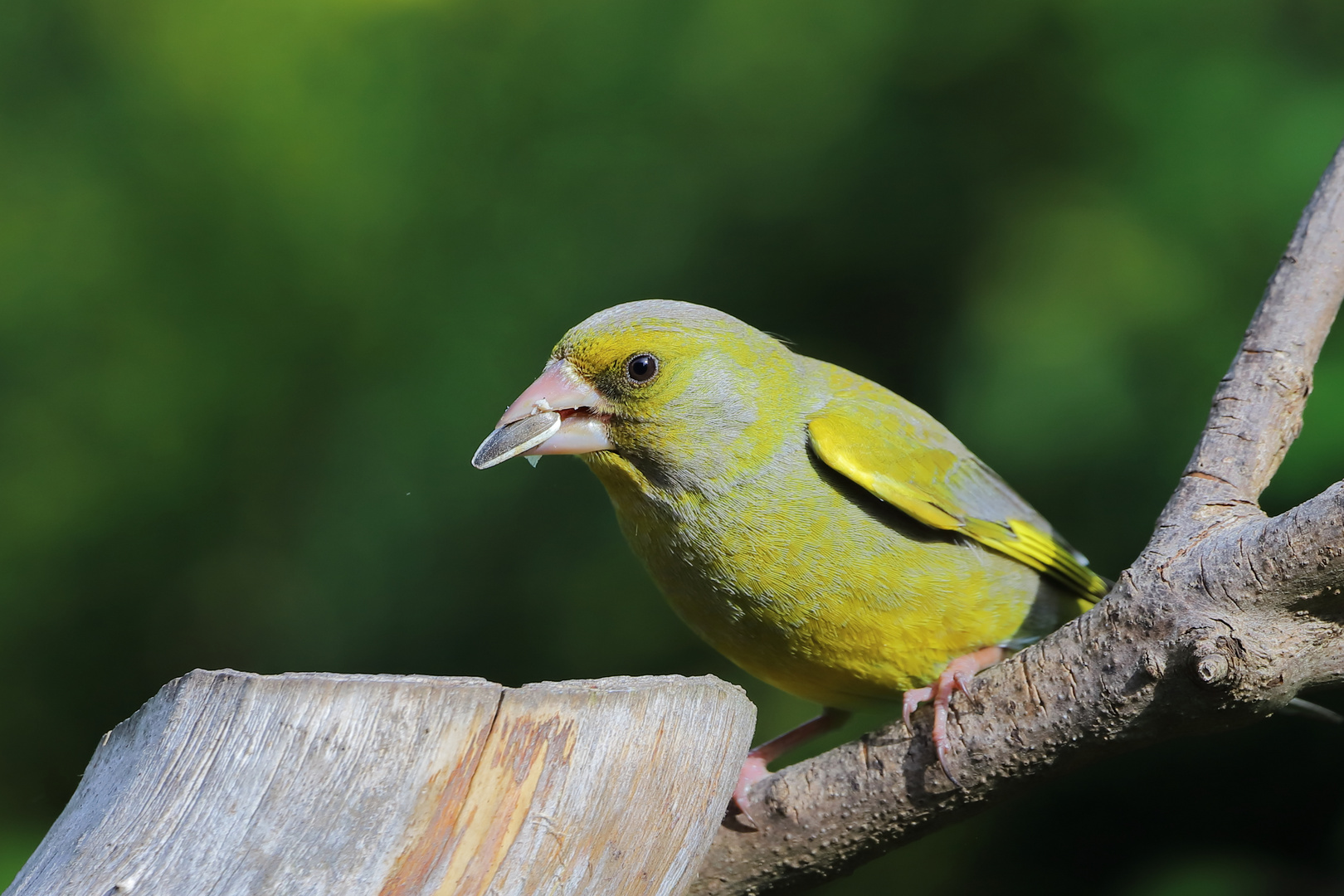 Grünfink ( Chloris Chloris ) (1)