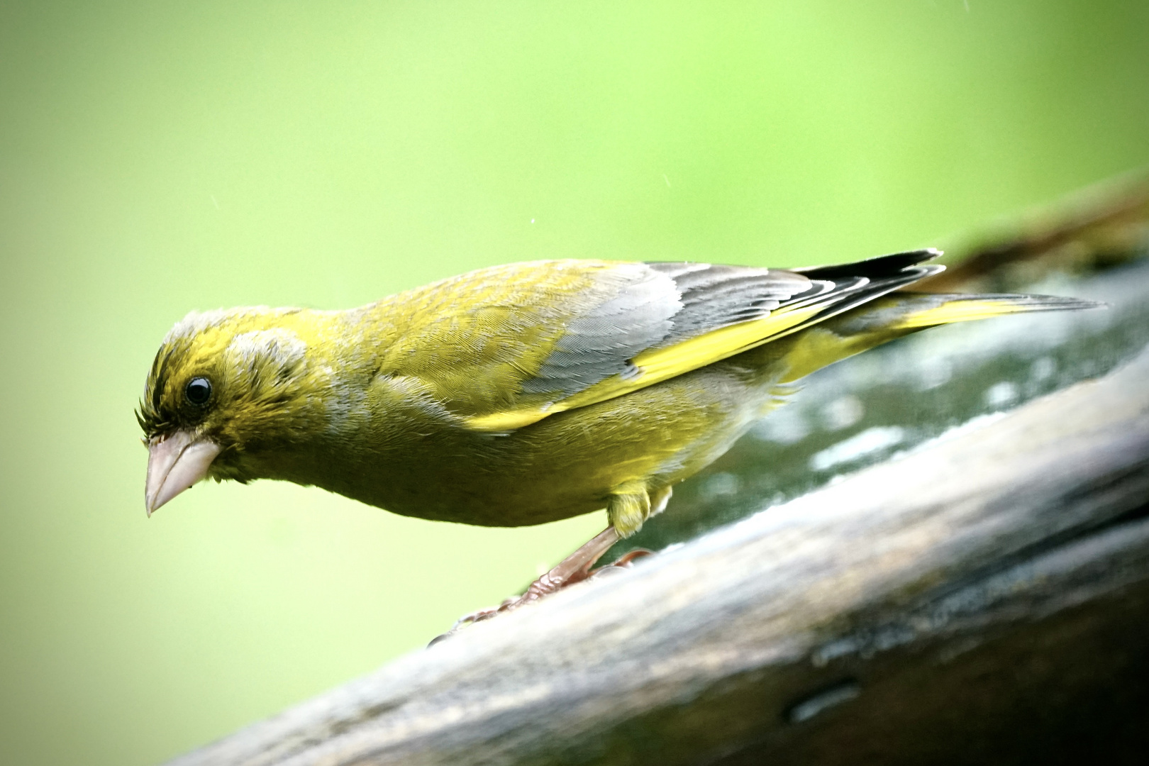 Grünfink (Chloris chloris)