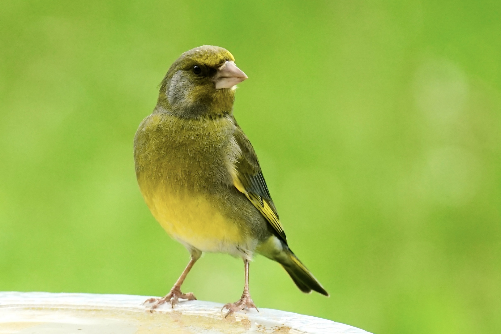 Grünfink (Chloris chloris)