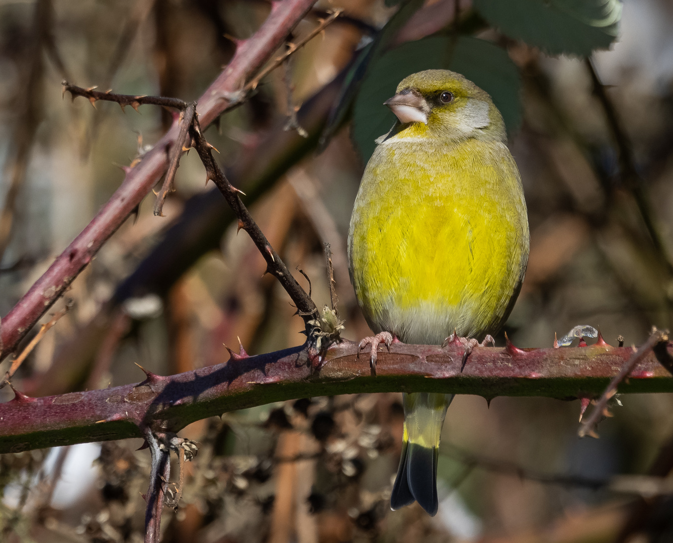 Grünfink (Chloris chloris)