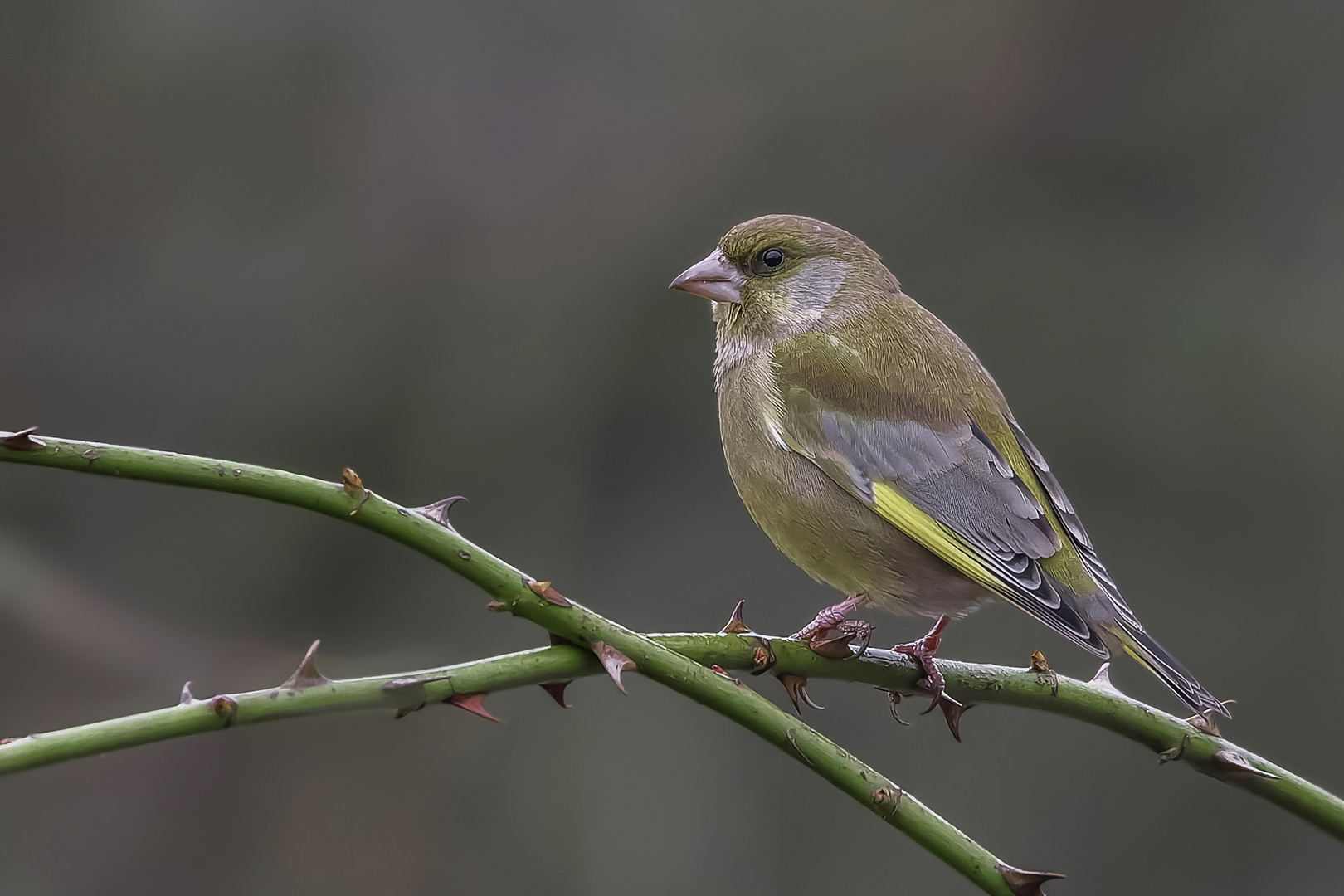 Grünfink (Chloris chloris) 