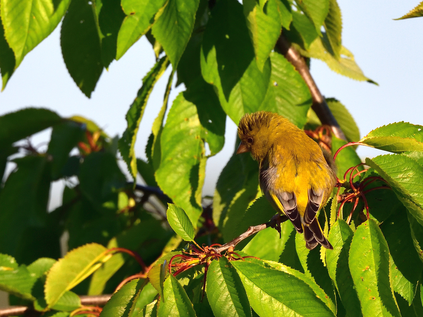 Grünfink (Chloris chloris), European greenfinch,Verderón común