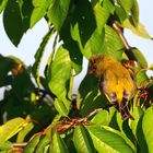 Grünfink (Chloris chloris), European greenfinch,Verderón común