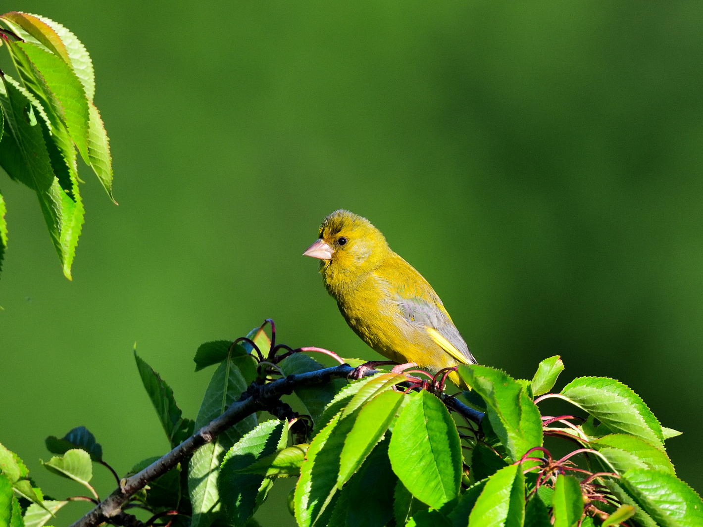 Grünfink (Chloris chloris), European greenfinch,Verderón común