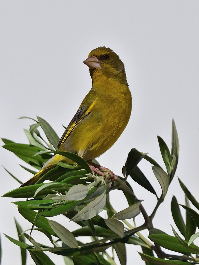 Grünfink, (Chloris chloris), greenfinch,  Verderón común