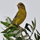 Grünfink, (Chloris chloris), greenfinch,  Verderón común