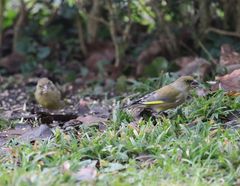 Grünfink (Chloris chloris) im heimischen Garten