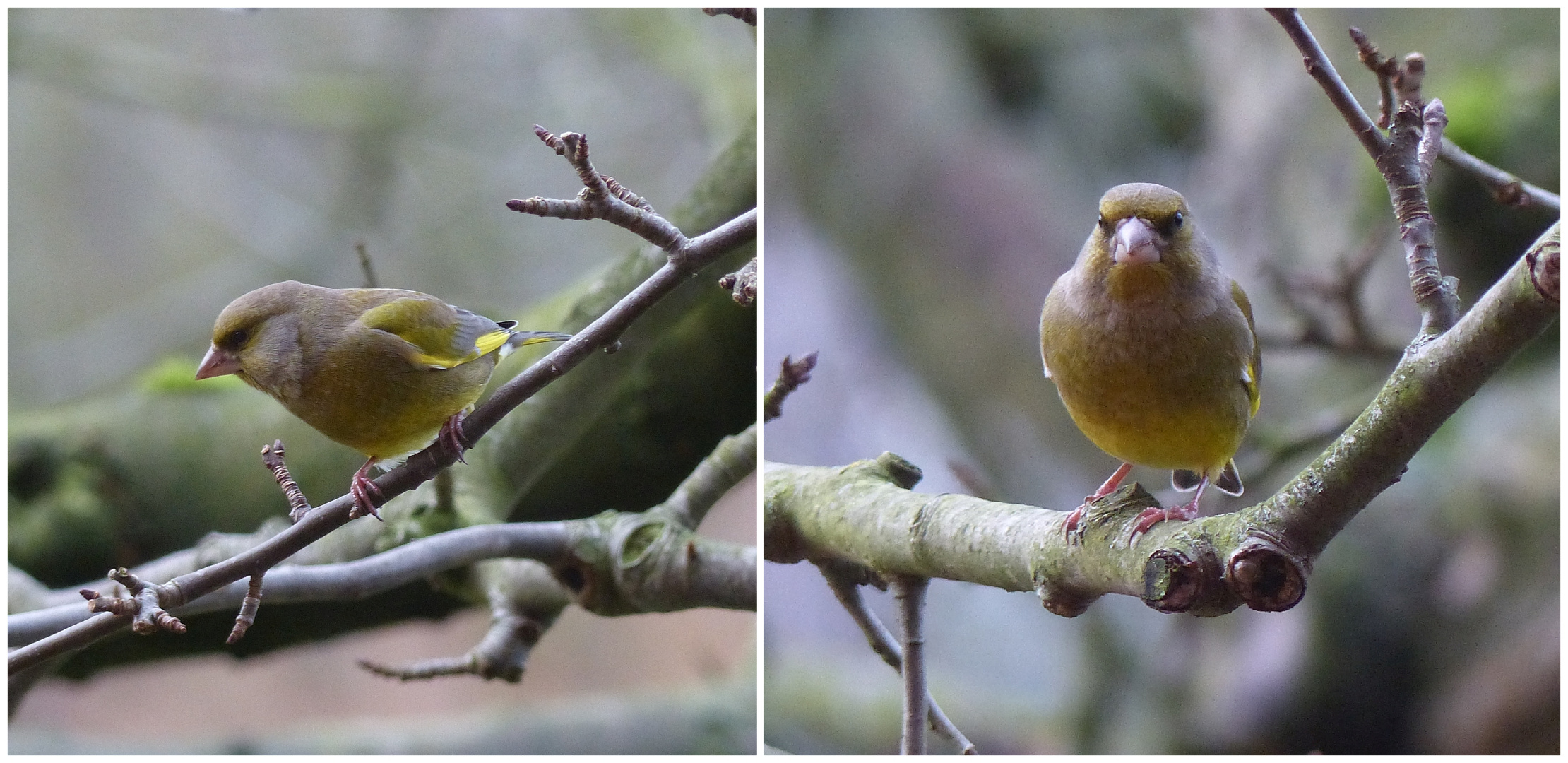 Grünfink (Chloris chloris) im Winter