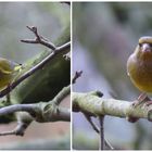 Grünfink (Chloris chloris) im Winter