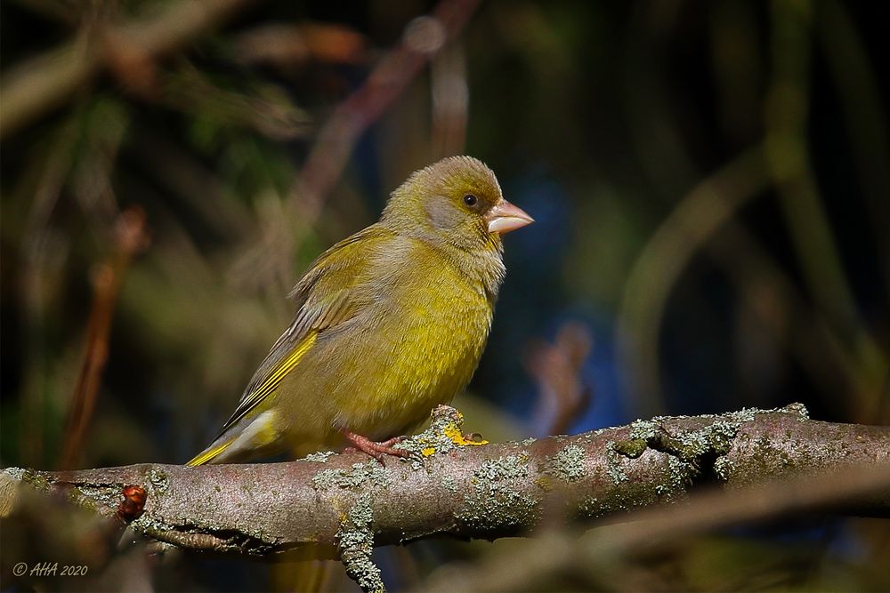 Grünfink (Chloris chloris) männlich