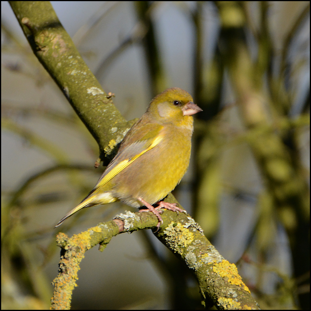 Grünfink - Chloris chloris, Syn.: Carduelis chloris