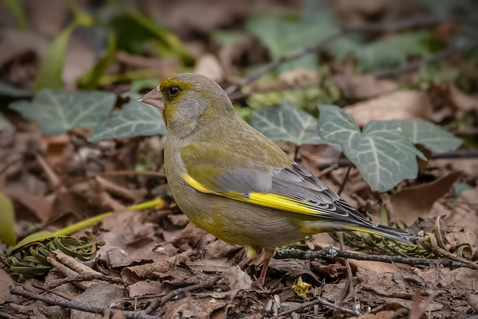   Grünfink (Chloris chloris, Syn.: Carduelis chloris)