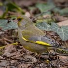   Grünfink (Chloris chloris, Syn.: Carduelis chloris)