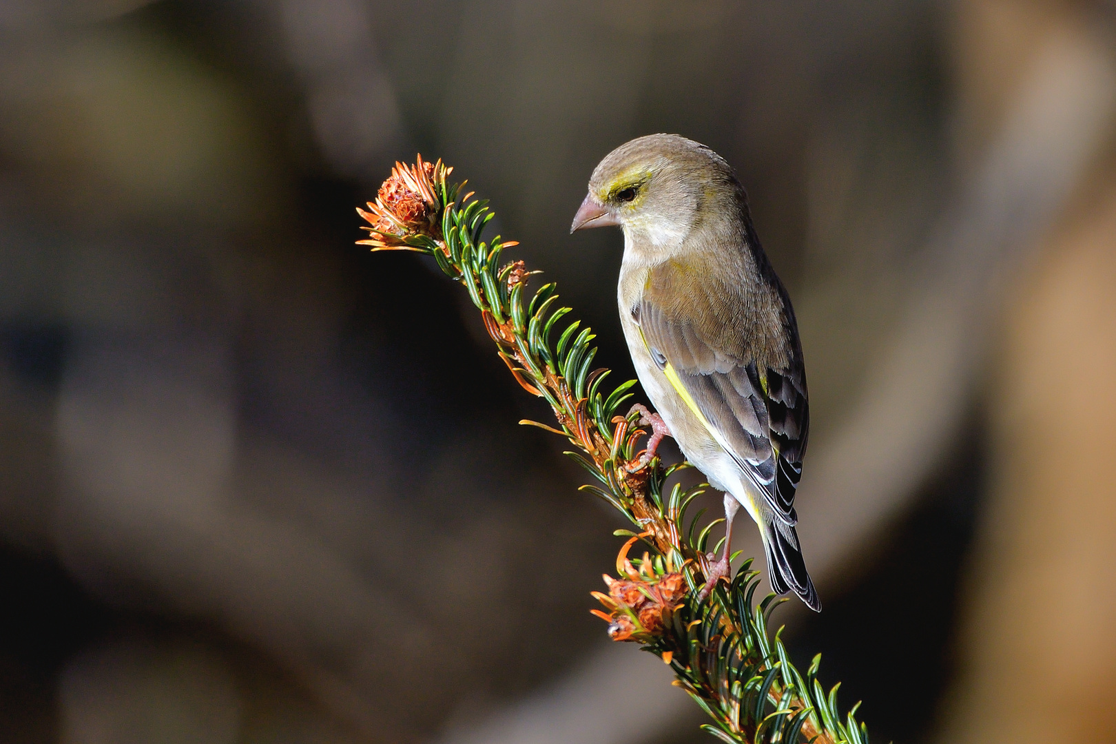 Grünfink (Chloris chloris, Syn.: Carduelis chloris)