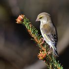 Grünfink (Chloris chloris, Syn.: Carduelis chloris)