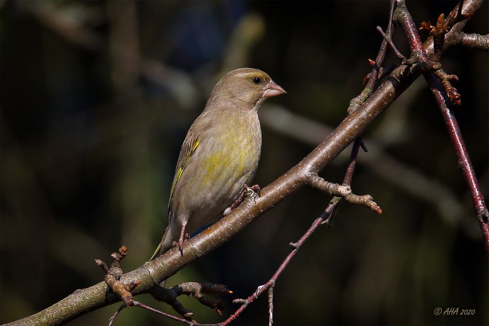 Grünfink (Chloris chloris) weiblich