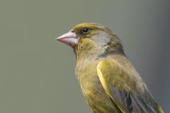 Grünfink en profil