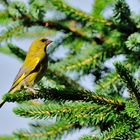 Gruenfink / European Greenfinch (Carduelis chloris)