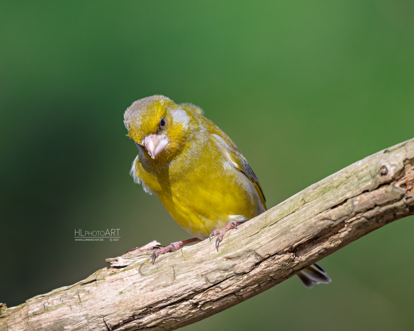 Grünfink /Greenfinch